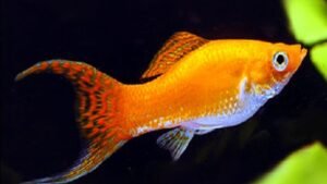 7 ancient fish species older than dinosaurs