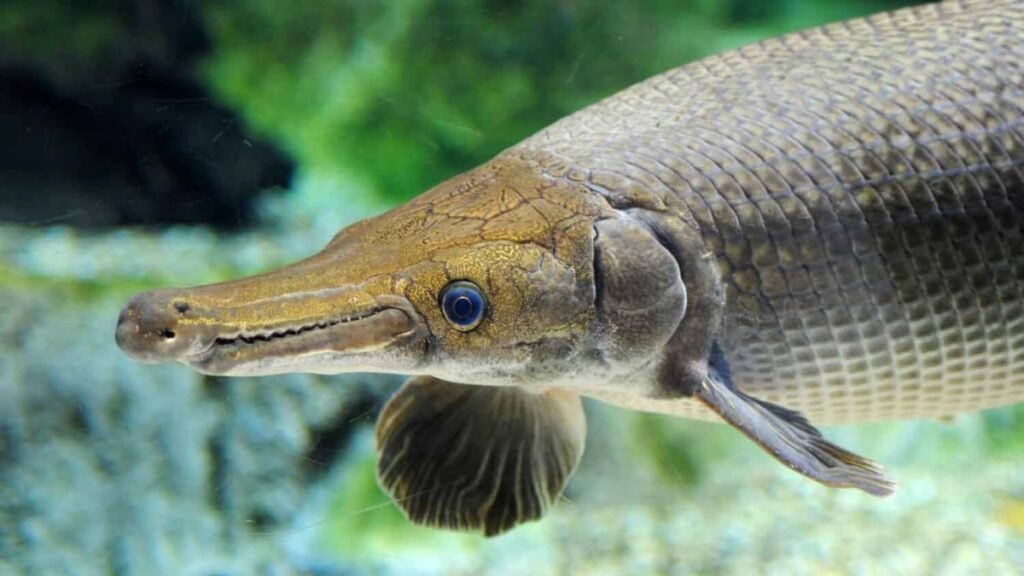 7 ancient fish species older than dinosaurs