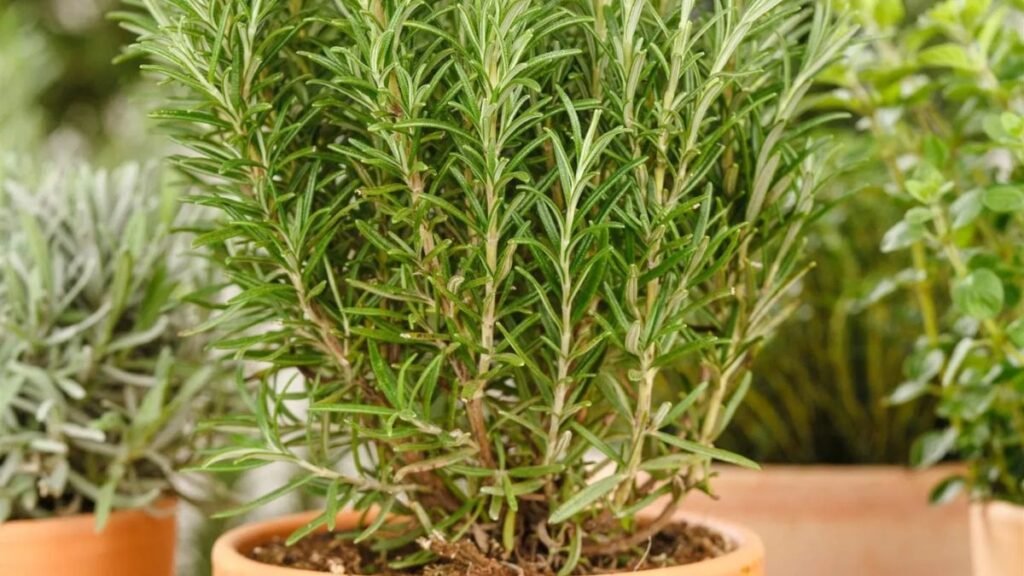 Rosmarinzweige auf die Fensterbank stellen Warum ist das notwendig und warum wird es empfohlen