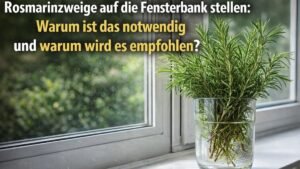 Rosmarinzweige auf die Fensterbank stellen: Warum ist das notwendig und warum wird es empfohlen?